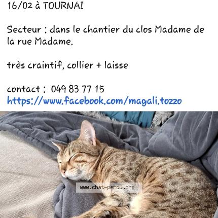 Photo 1/1 Dili Chat perdu à Tournai