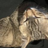 Photo de chat perdu à Fontaine La Gaillarde