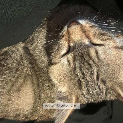 Photo 1/1 sans nom Chat perdu à Fontaine la gaillarde