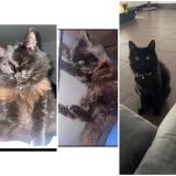 Photo de chat perdu à Merignac