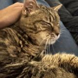 Photo de chat perdu à Perigny