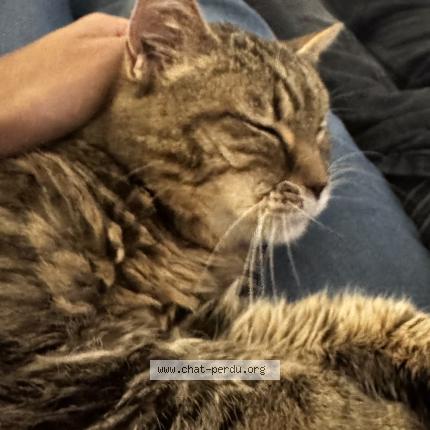 Photo 1/1 Chanel Chat perdu à Perigny