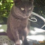 Photo de chat perdu à Castres