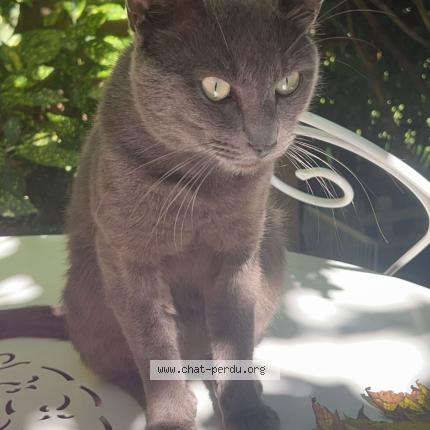 Photo 1/1 Griselou Chat perdu à Castres