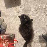 Photo de chat perdu à Fleurance