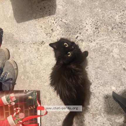 Photo 1/1 Abysse Chat perdu à Fleurance