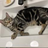 Photo de chat perdu à Taverny