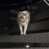 Photo de chat trouvé à Meyzieu