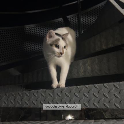 Photo 1/1 Chat trouvé Trouvé à Meyzieu