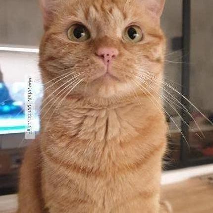Photo 1/3 Chat retrouvé Perdu à Bruges 33520
