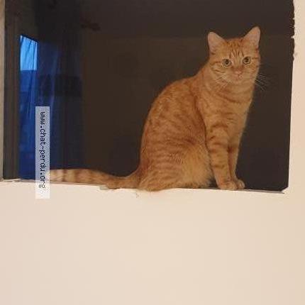 Photo 2/3 Chat retrouvé Perdu à Bruges 33520