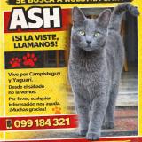 Photo de chat perdu à Jacinto Vera