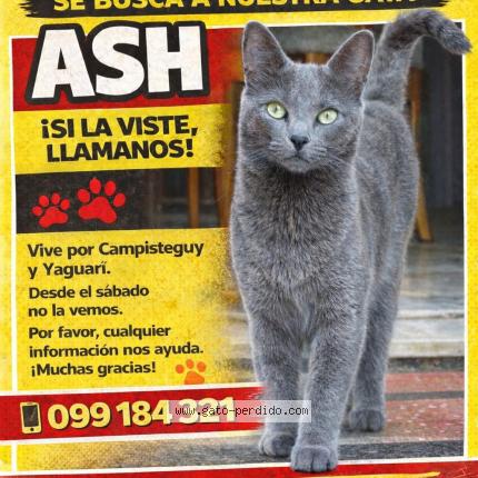 Photo 1/1 Ash Chat perdu à Jacinto vera