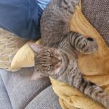 Photo de chat perdu à Carbonne