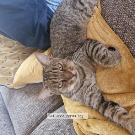 Photo 1/1 Nala Chat perdu à Carbonne