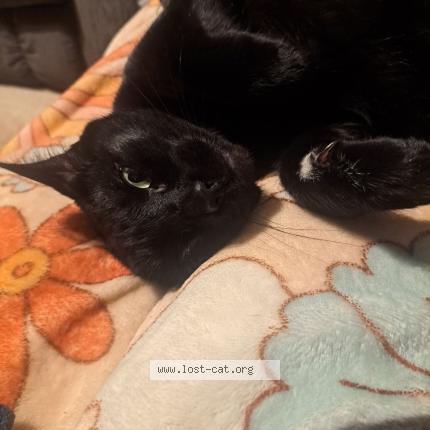 Photo 1/1 Little Jack Chat perdu à Gilmer