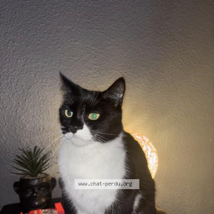 Photo 1/1 nala Chat perdu à Peyruis