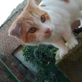 Photo de chat trouvé à Hirson