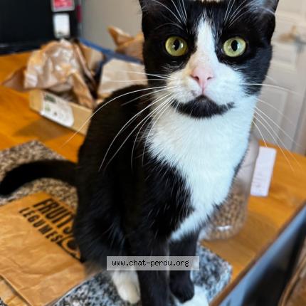 Photo 1/1 Chat retrouvé Perdu à Le Pouldu Clohars Carnoet