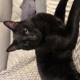 Photo de chat perdu à Le Raincy