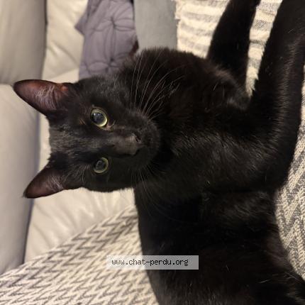 Photo 1/1 Gatous Chat perdu à Le raincy