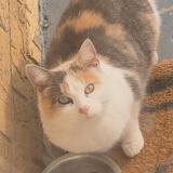 Photo de chat trouvé à Chicago Heights