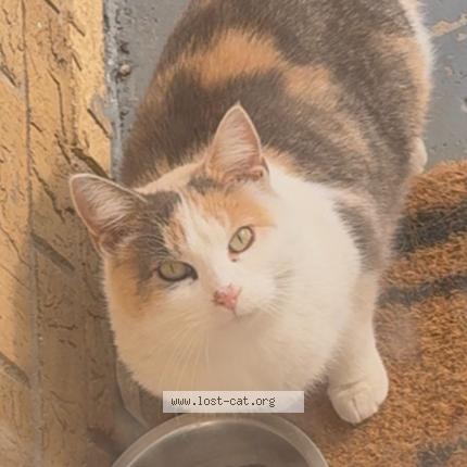 Photo 1/1 Chat trouvé Trouvé à Chicago heights