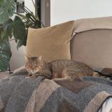 Photo de chat perdu à Noailles