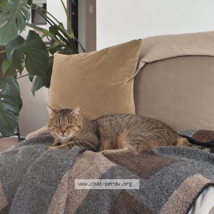 Photo 1/1 Milky Chat perdu à Noailles