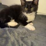 Photo de chat trouvé à Elancourt