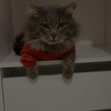 Photo de chat perdu à 40280 Saint Pierre Du Mont