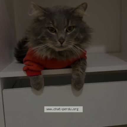 Photo 1/1 Nenett Chat perdu à 40280 saint pierre du mont