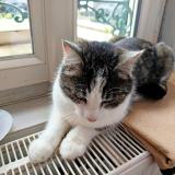 Photo de chat trouvé à Le Vilhain