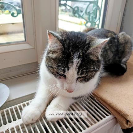 Photo 1/5 Chat trouvé Trouvé à Le vilhain