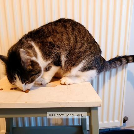 Photo 2/5 Chat trouvé Trouvé à Le vilhain