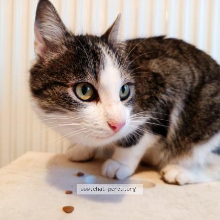 Photo 3/5 Chat trouvé Trouvé à Le vilhain