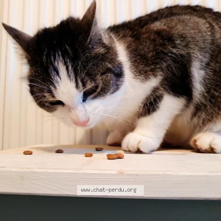 Photo 5/5 Chat trouvé Trouvé à Le vilhain