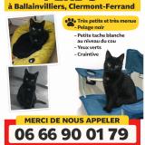 Photo de chat perdu à Clermont Ferrand