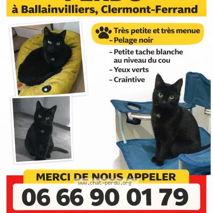 Photo 1/1 Nala Chat perdu à Clermont ferrand