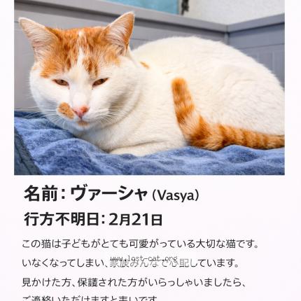 Photo 1/1 Vasya Chat perdu à Sakura