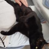 Photo de chat perdu à St Sauveur