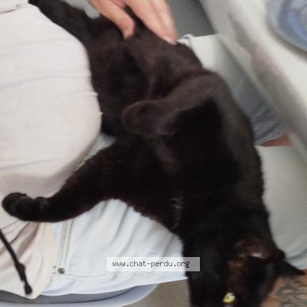 Photo 1/1 Nicolas MAHEUT Chat perdu à St sauveur