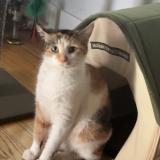 Photo de chat perdu à Blue Island