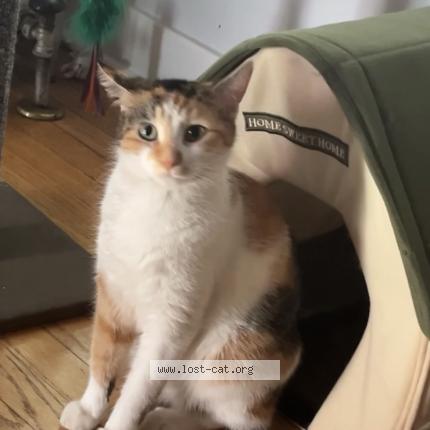 Photo 1/3 Shy Chat perdu à Blue island