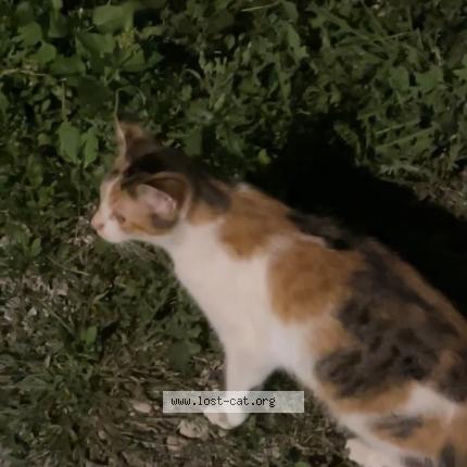 Photo 2/3 Shy Chat perdu à Blue island