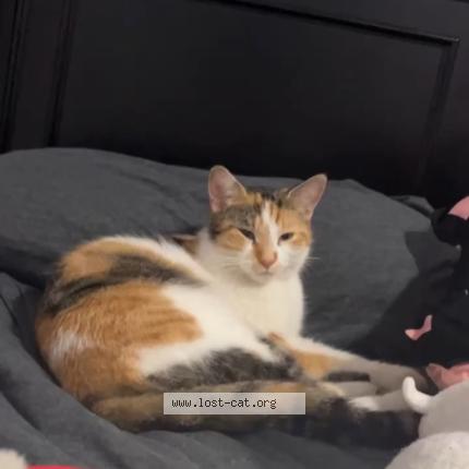 Photo 3/3 Shy Chat perdu à Blue island