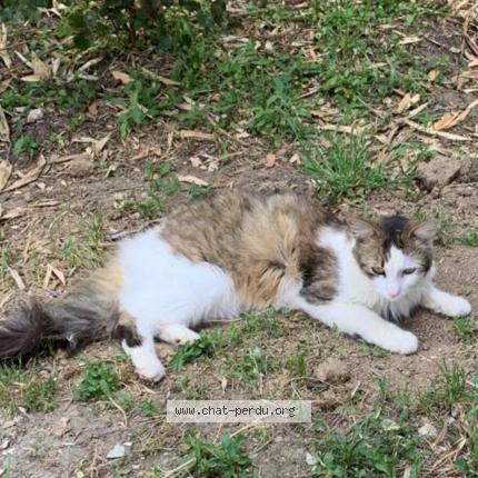 Photo de chat perdu à Teyran