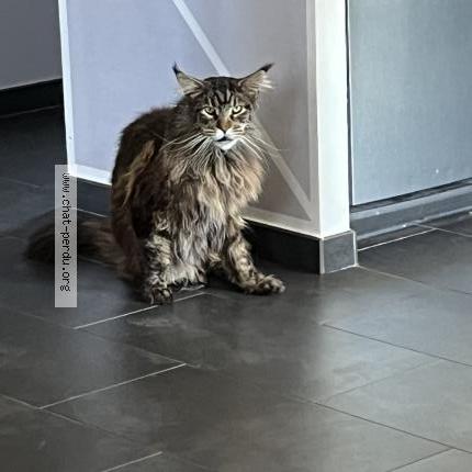 Photo 1/1 Chat retrouvé Perdu à Lavernay