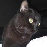 Photo de chat perdu à Montignies Sur Sambre