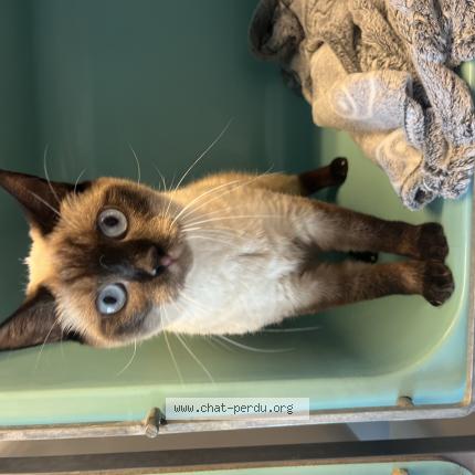 Photo de chat perdu à Metz